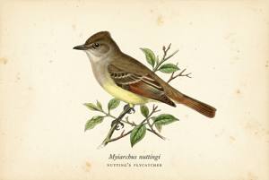 Nutting's Flycatcher illustration