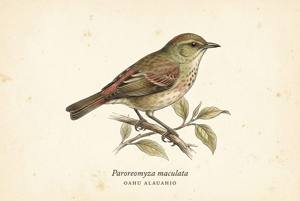 Oahu Alauahio illustration
