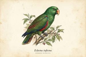 Oceanic Eclectus illustration