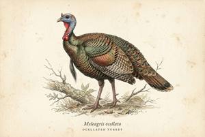 Ocellated Turkey illustration