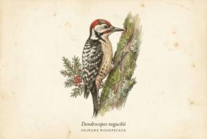 Okinawa Woodpecker illustration