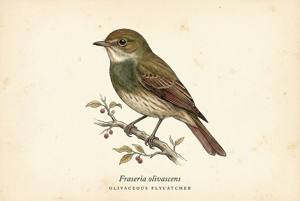 Olivaceous Flycatcher illustration