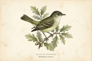 Olive Flycatcher illustration