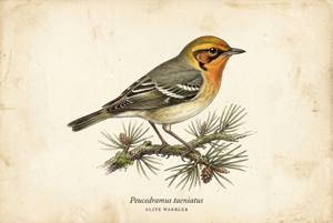 Olive Warbler illustration