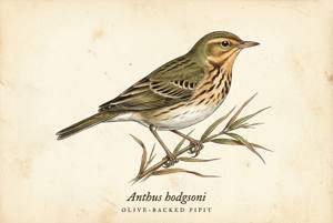 Olive-backed Pipit illustration