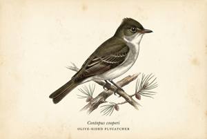 Olive-sided Flycatcher illustration