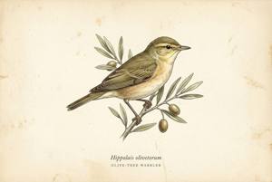 Olive-tree Warbler illustration