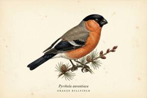 Orange Bullfinch illustration