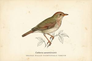 Orange-billed Nightingale-Thrush illustration