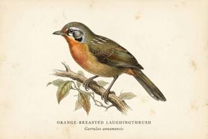 Orange-breasted Laughingthrush illustration