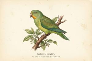 Orange-chinned Parakeet illustration