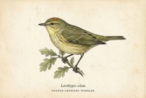 Orange-crowned Warbler illustration