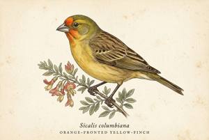 Orange-fronted Yellow-Finch illustration