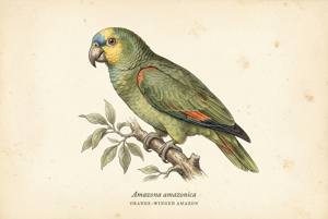 Orange-winged Amazon illustration