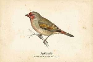Orange-winged Pytilia illustration