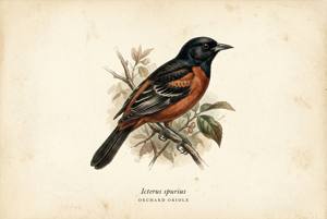 Orchard Oriole illustration