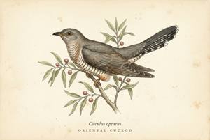 Oriental Cuckoo illustration