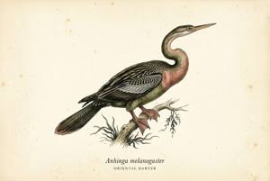 Oriental Darter illustration