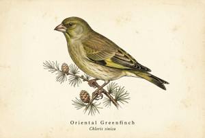 Oriental Greenfinch illustration