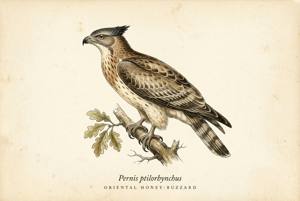 Oriental Honey-buzzard illustration