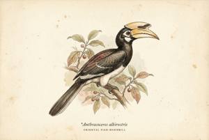 Oriental Pied-Hornbill illustration