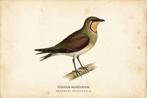 Oriental Pratincole illustration
