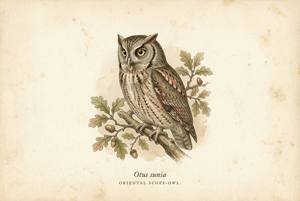 Oriental Scops-Owl illustration