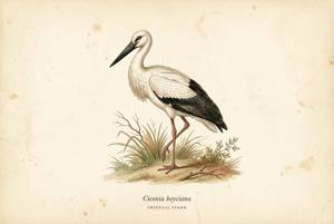 Oriental Stork illustration