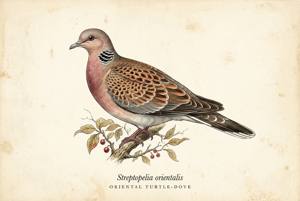 Oriental Turtle-Dove illustration