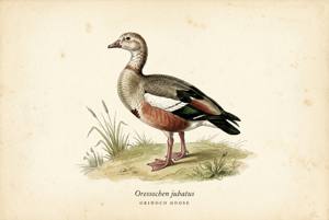 Orinoco Goose illustration