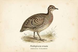 Ornate Tinamou illustration