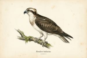 Osprey illustration
