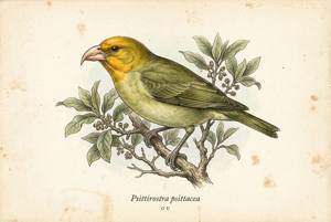 Ou illustration