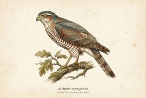 Ovambo Sparrowhawk illustration