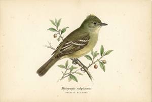Pacific Elaenia illustration