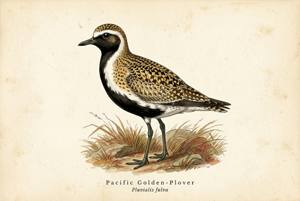 Pacific Golden-Plover illustration
