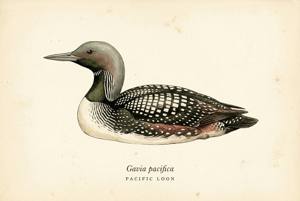 Pacific Loon illustration