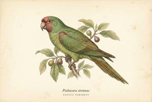 Pacific Parakeet illustration