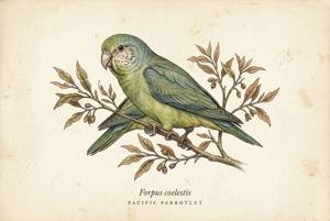 Pacific Parrotlet illustration