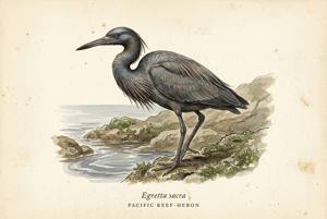 Pacific Reef-Heron illustration