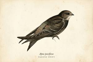 Pacific Swift illustration
