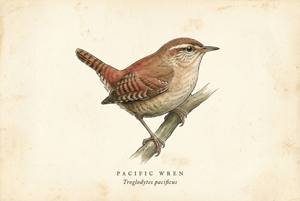 Pacific Wren illustration