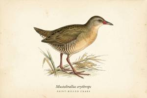 Paint-billed Crake illustration