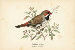 Painted Firetail illustration