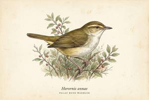 Palau Bush Warbler illustration