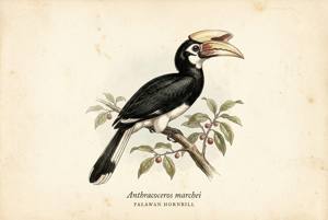 Palawan Hornbill illustration