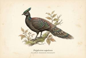 Palawan Peacock-Pheasant illustration