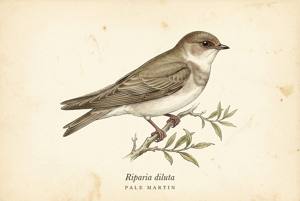 Pale Martin illustration