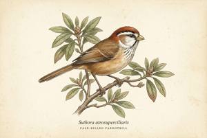 Pale-billed Parrotbill illustration