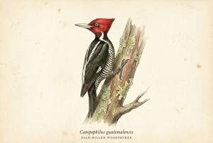 Pale-billed Woodpecker illustration